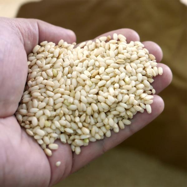 群馬の米　R3産玄米30kg 群馬県産 もち米 平成30年産 玄米 30kg 群馬糯5号 /【Buyee】