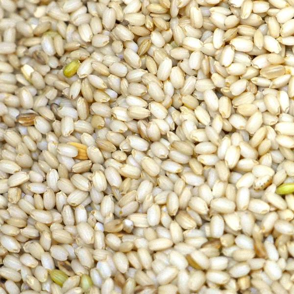 群馬県産 もち米 平成30年産 玄米 30kg 群馬糯5号 /【Buyee】