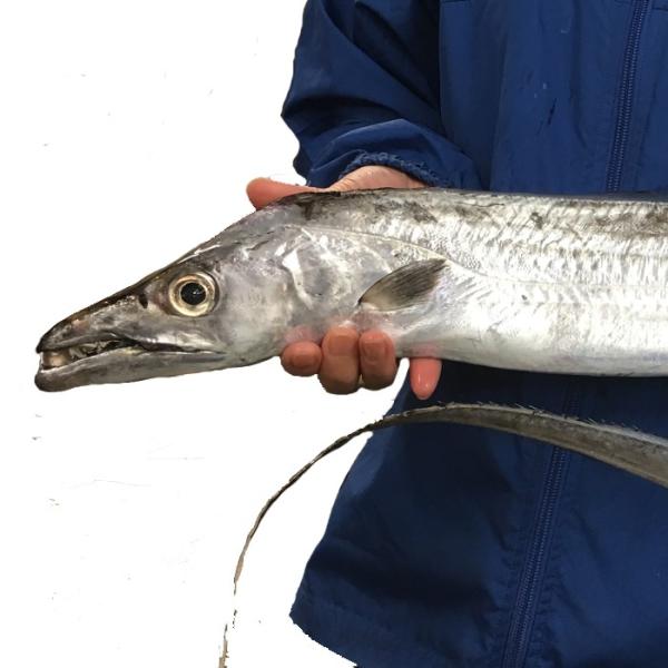 太刀魚1kg（ 釣りたちうおタチウオお刺身） /【Buyee】