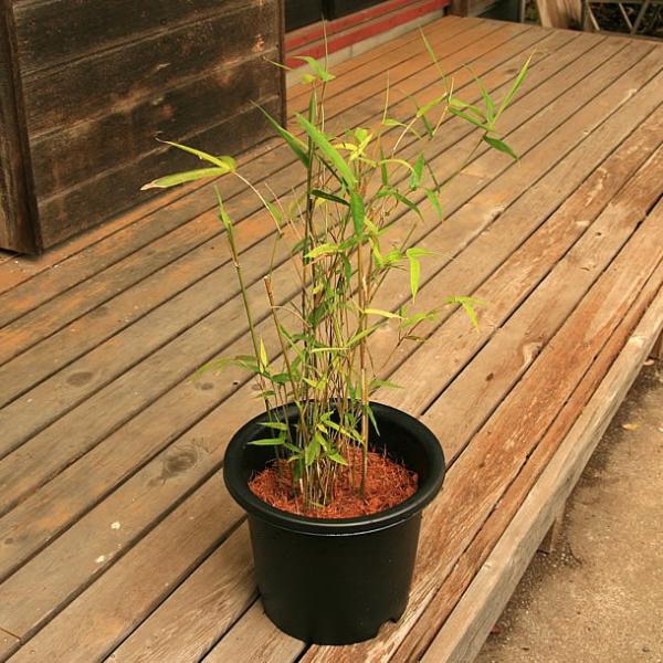ホウライチク(蓬莱竹)の鉢植え /【Buyee】 Buyee - Japanese Proxy