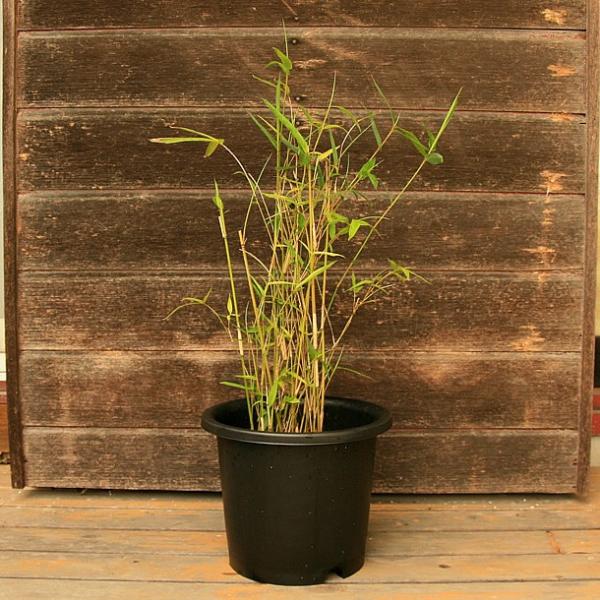ホウライチク(蓬莱竹)の鉢植え /【Buyee】 Buyee - Japanese Proxy