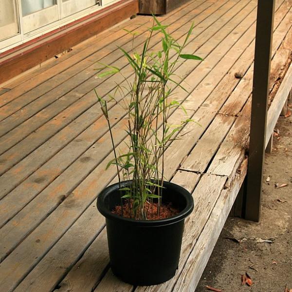ホウライチク(蓬莱竹)の鉢植え /【Buyee】 Buyee - Japanese Proxy