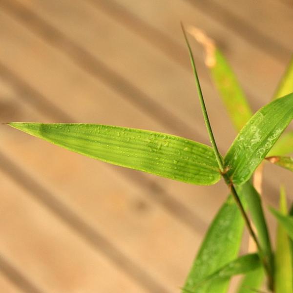 ホウライチク(蓬莱竹)の鉢植え /【Buyee】 Buyee - Japanese Proxy