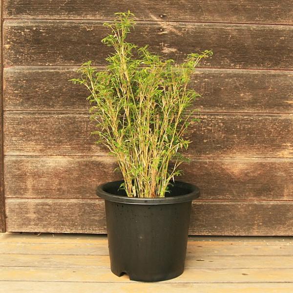 ミキスジホウオウチク(幹筋鳳凰竹)の鉢植え /【Buyee】