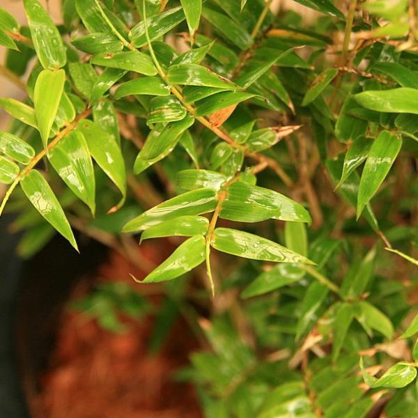 ミキスジホウオウチク(幹筋鳳凰竹)の鉢植え /【Buyee】