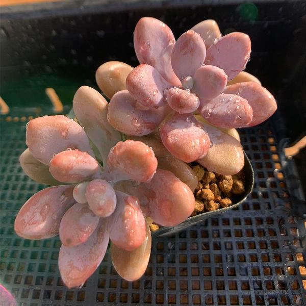 多肉植物　膵臓のたまご 多肉植物膵臓のたまご