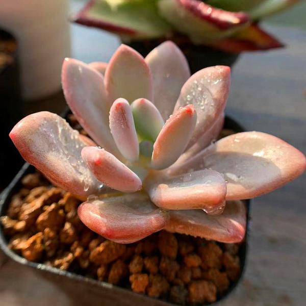 多肉植物パキフィツムシンデレラ抜き苗