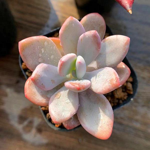 多肉植物パキフィツム シンデレラ 抜き苗 【公式通販】