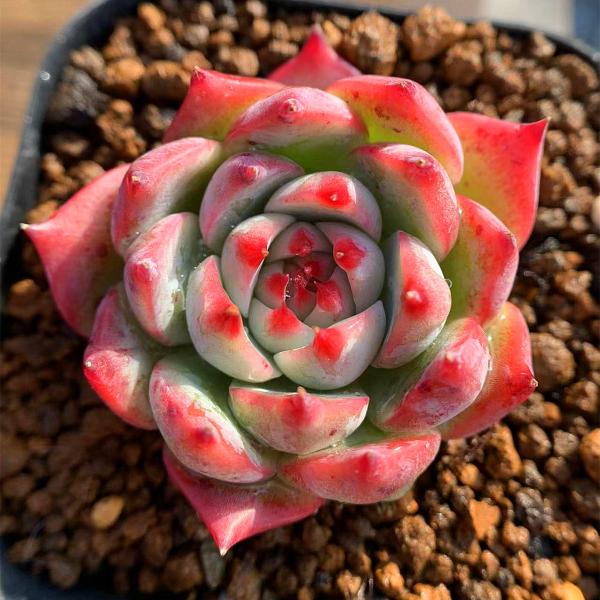 【特価】 水蜜桃 抜き苗 正式 多肉植物 中 その他多肉植物