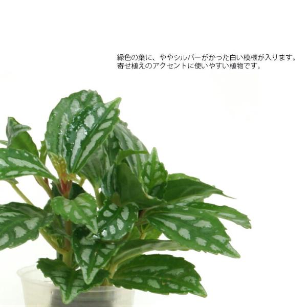 観葉植物 ハイドロカルチャー 苗 ピレア カディエレイ プチサイズ 1寸 /【Buyee】 Buyee - Japanese Proxy  Service | Buy from Japan!