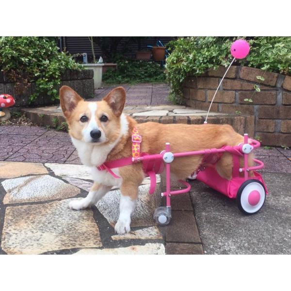 オプション 前輪 本体別 犬の車椅子用 4輪車椅子 足に力の無いワン