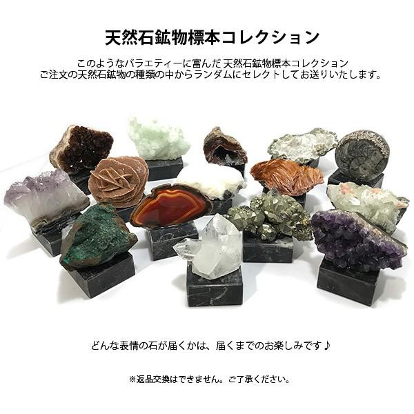 アンモナイト　化石　鉱物　標本 Amazon | 化石標本 アンモナイト 実習用 | 化石・発掘 | おもちゃ