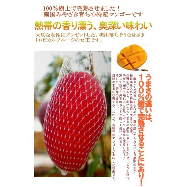 完熟マンゴー 太陽のタマゴ たいようのたまご 特大 4Lサイズ2個入り 化粧箱 宮崎産 かんじゅくマンゴー|芒果 御中元 国産 おちゅうげん ギフト  プレゼント /【Buyee】 Buyee Japanese Proxy Service Buy from Japan! bot-online