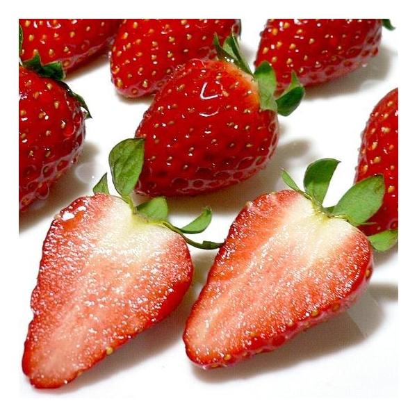 いちご 古都華イチゴ ことかいちご Mサイズ 20粒/1パック 2