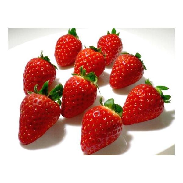 いちごばななでございます♪^ ^ 1173329_00_1747815995.jpg