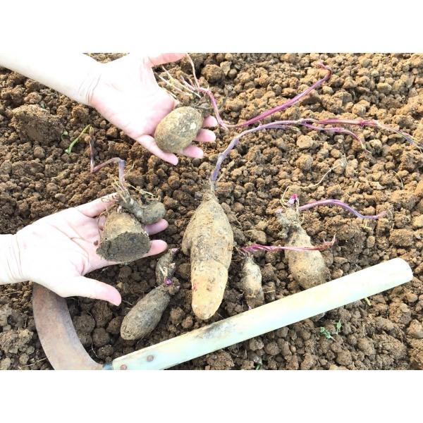 種芋追加出荷 送料無料 紫山芋 発芽済み 種芋（紅芋・ダイジョ）2,000