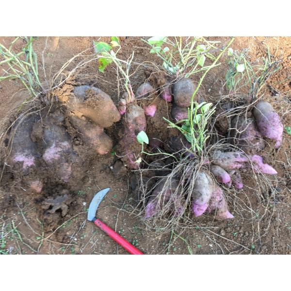 送料無料 紫山芋（紅芋・ダイジョ）9,000円/10Kg 赤土付き 山芋