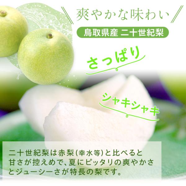 梨 訳あり二十世紀梨（20世紀梨）5kg詰（16玉前後入） 鳥取県産 なし