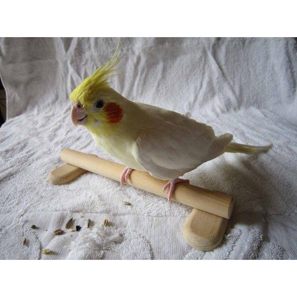 止まり木 CoCo 幼鳥用・病鳥用止まり木【ココちゃん止まり木】【5,400円以上お