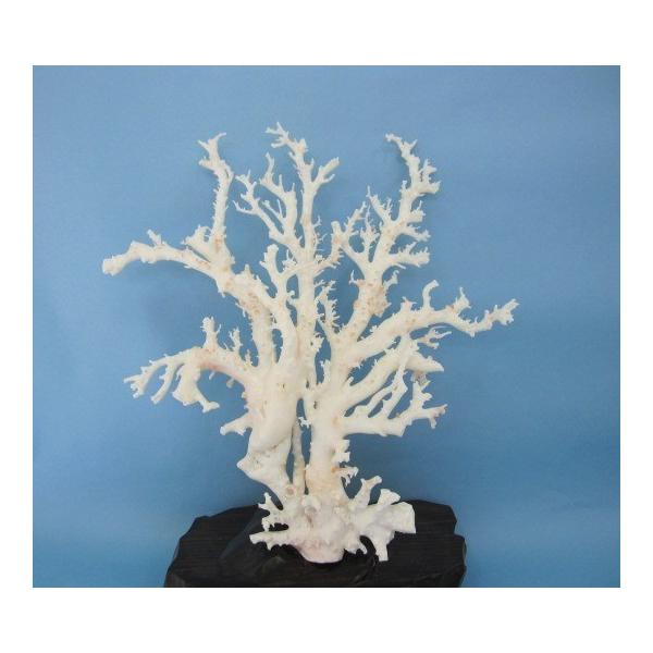 白珊瑚の原木・拝見・置物/艶出し加工済み/黒檀台/『宝石サンゴ
