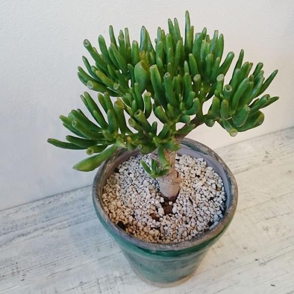 クラッスラ ゴーラム 宇宙の木 多肉植物 1点モノ /【Buyee】
