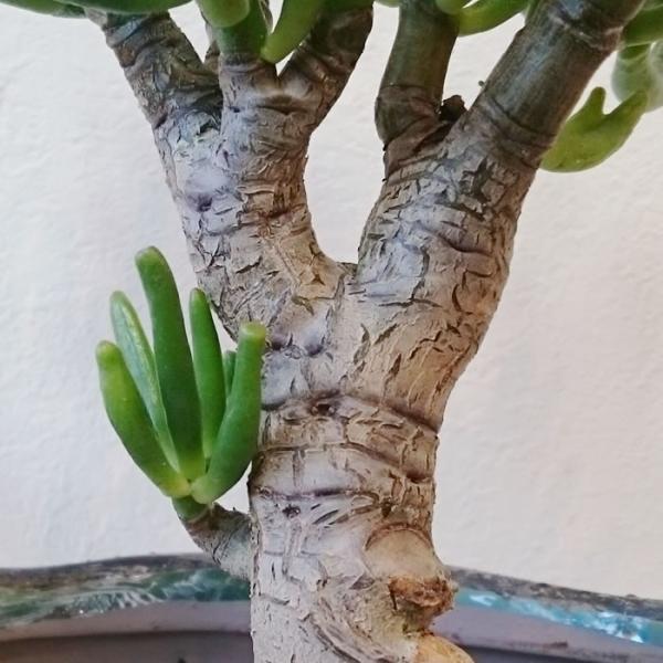 クラッスラ ゴーラム 宇宙の木 多肉植物 1点モノ /【Buyee】