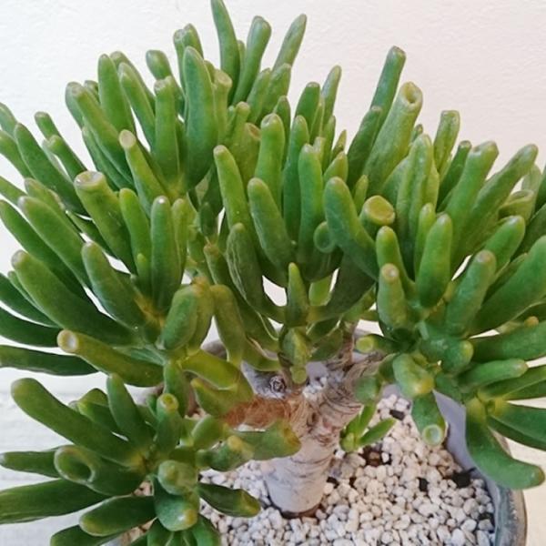 クラッスラ ゴーラム 宇宙の木 多肉植物 1点モノ /【Buyee】