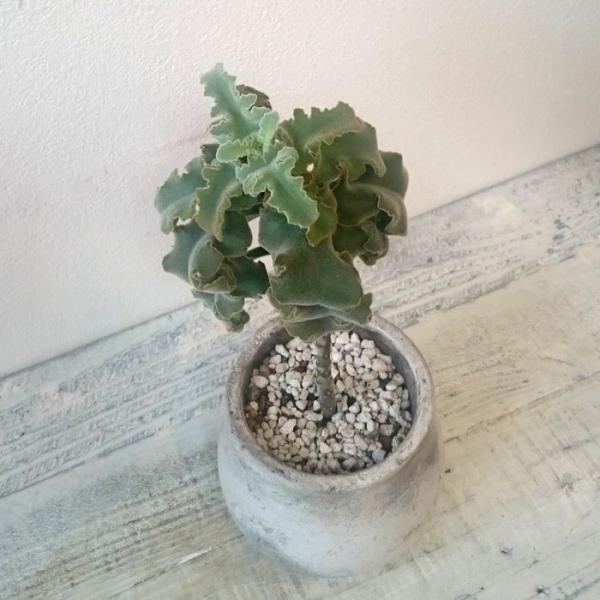 カランコエ ベハレンシス 仙女の舞 多肉植物 1点モノ /【Buyee】
