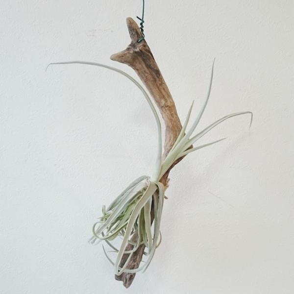 チランジア ドゥラティ 流木付 エアプランツ チランジア・ドゥラティの吊るし方・育て方｜流木に絡ませる方法