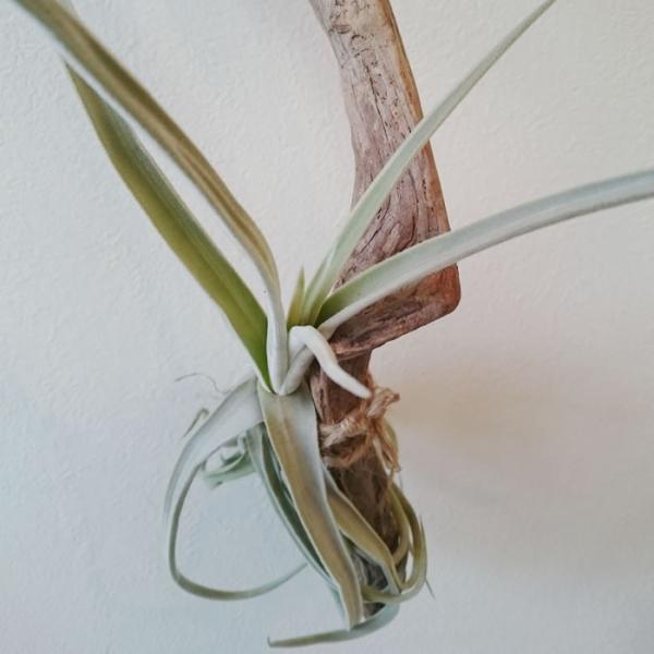 チランジア ドゥラティ 流木付 エアプランツ チランジア ドゥラティ 流木ハンギング エアプランツ /【Buyee】 Buyee