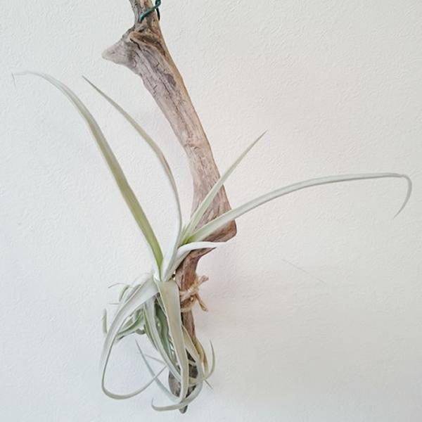 チランジア ドゥラティ 流木付 エアプランツ チランジア ドゥラティ 流木ハンギング エアプランツ /【Buyee】 Buyee