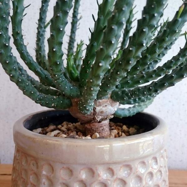 九頭竜 ユーフォルビア・イネルミス タコモノ種 多肉植物 珍しい 希少