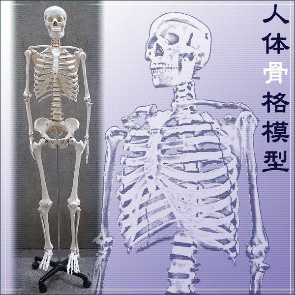 人体骨格模型ヒューマンスカル等身大の骨格をリアルに表現175cm 骸骨
