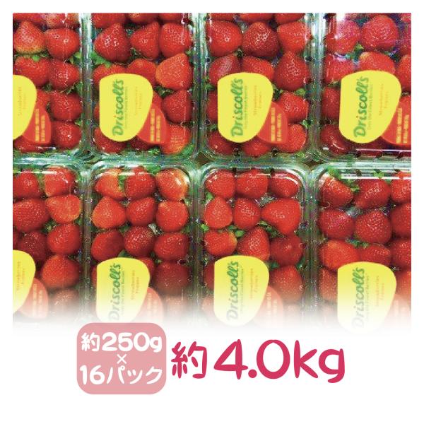 アメリカ産ストロベリー（いちご・苺）約4.0kg 約250g×16パック
