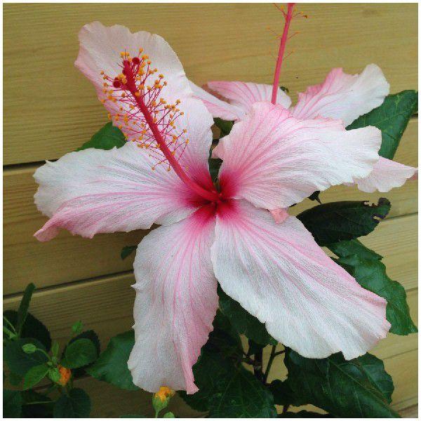 お得な2品種セット】ハワイ固有種の花苗2品種セット（イリマ