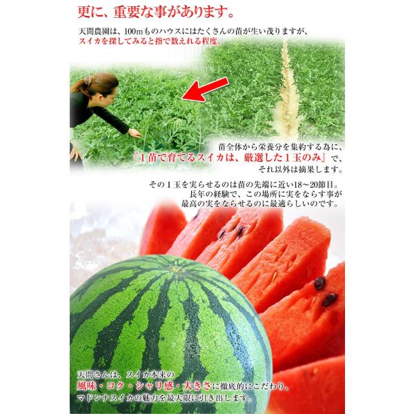 すいか スイカ 西瓜 北海道富良野産『マドンナすいか』 3Lサイズ(7kg