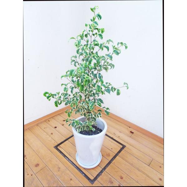 ベンジャミン・シタシオン 陶器鉢仕立ての稀少な斑入り 100cm前後 8号