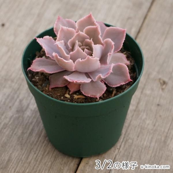 シャビアナ・ピンクフリル 7.5cmポット エケベリア Echeveria shaviana