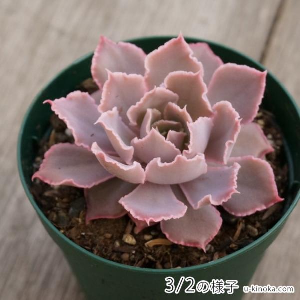 シャビアナ・ピンクフリル 7.5cmポット エケベリア Echeveria shaviana