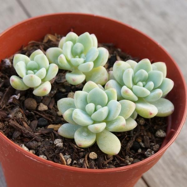 ロッティー 7.5cmポット セダム Sedum 'Rotty' 福岡県産 多肉植物 多肉 