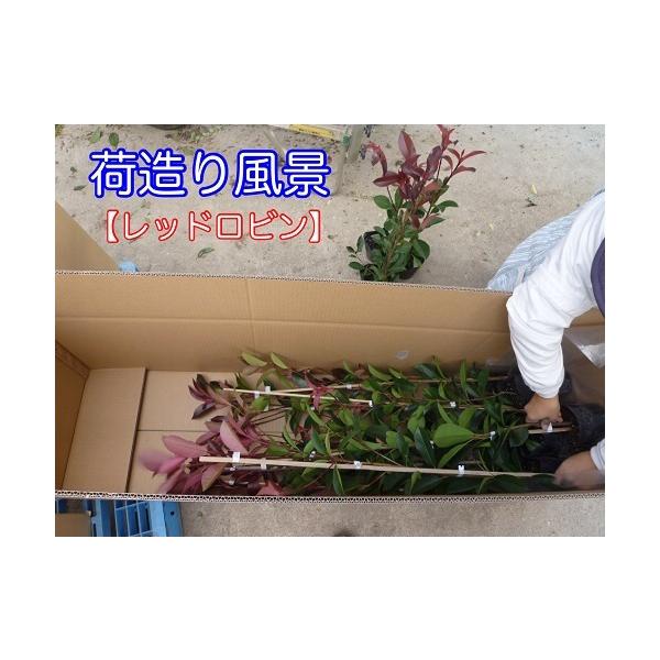 フィリフェラオーレア 樹高0.2m前後 10.5cmポット （ 単 品 ） 苗 植木 苗木 苗 /【Buyee】 Buyee - Japanese  Proxy Service | Buy from Japan!