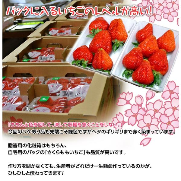 いちご 苺 イチゴ 訳あり さくらももいちご 徳島県佐那河内産 A〜2A