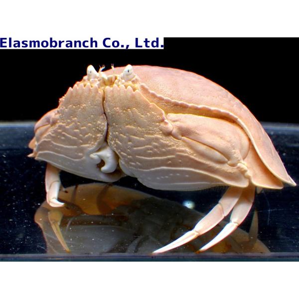 カラッパ科） トラフカラッパ Calappa lopbos （8〜12cm） 1匹