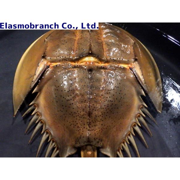 ネット限定お買い得商品 - ショップチャンネル カブトガニ BIG カブトガニ科） Tachypleus （甲長 tridentatus 標本