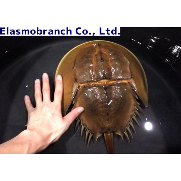 カブトガニ科） BIG カブトガニ Tachypleus tridentatus （甲長