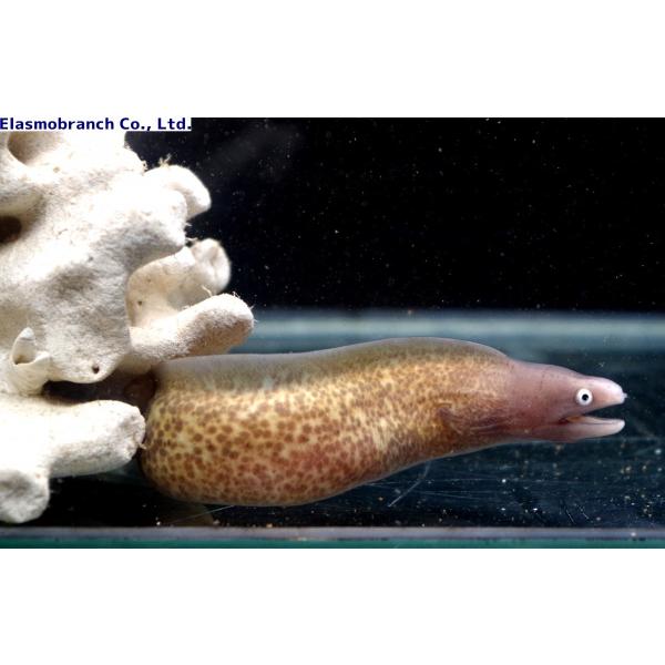 ウツボ科） サビウツボ Gymnothorax thyrsoideus （30〜40cm