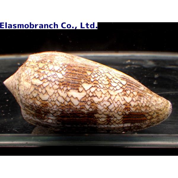 イモガイ科） タガヤサンミナシガイ Conus textile （4〜6cm） 1匹