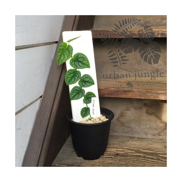 クライムリーフ】モンステラ ドゥビア Monstera dubia【4.5-5号鉢】 /【Buyee】 Buyee - Japanese Proxy  Service | Buy from Japan!