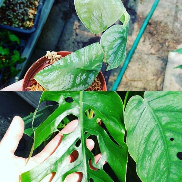 クライムリーフ】モンステラ ドゥビア Monstera dubia【4.5-5号鉢】 /【Buyee】