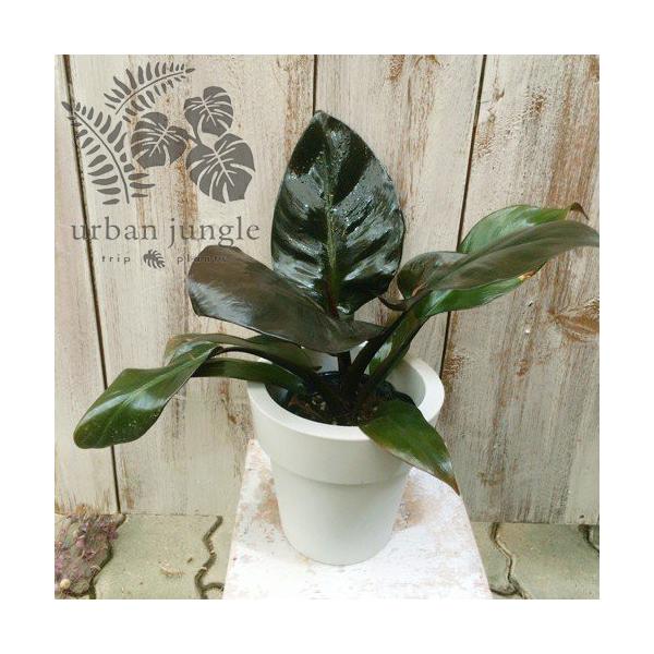 フィロデンドロン・ブラックカージナル Philodendron 'Black Cardinal' 【5号鉢】 /【Buyee】 Buyee -  Japanese Proxy Service | Buy from Japan!